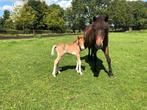 IJslandse merrie, Merrie, Minder dan 160 cm, Gechipt, Zadelmak