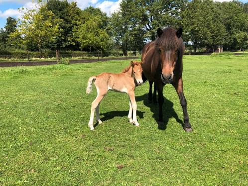 IJslandse merrie, Dieren en Toebehoren, Paarden, Merrie, Zadelmak, Minder dan 160 cm, 11 jaar of ouder, Recreatiepaard, Met stamboom