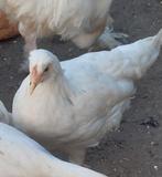 Legkippen (kruising legbar), Dieren en Toebehoren, Pluimvee, Vrouwelijk, Kip