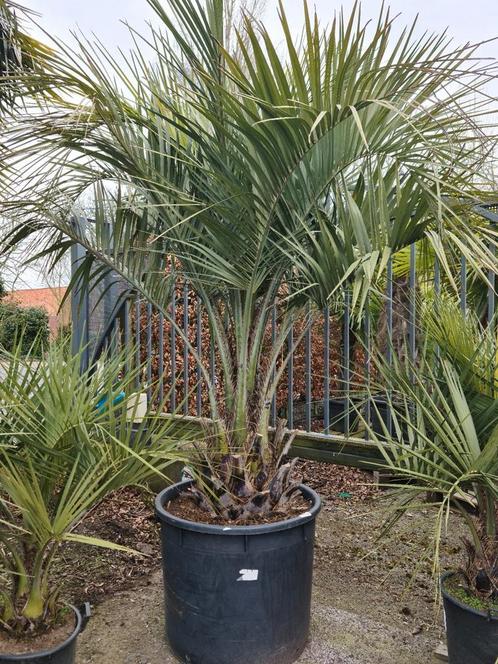 Butia Capitata - palmboom, Tuin en Terras, Planten | Bomen, Palmboom, Ophalen