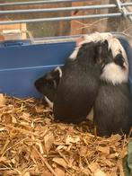 3 jonge caviaatjes, Dieren en Toebehoren, Knaagdieren, Cavia, Juni, Meerdere dieren, Tam