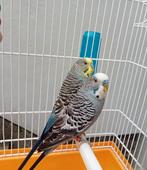 Très belle paire de perruche avec cage + accessoires, Animaux & Accessoires, Oiseaux | Perruches & Perroquets, Plusieurs animaux