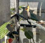 Mooie valkparkieten te koop, Dieren en Toebehoren, Vogels | Parkieten en Papegaaien, Meerdere dieren, Parkiet