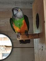 Bonte Boer, Dieren en Toebehoren, Mannelijk, Dwergpapegaai of Agapornis, Geringd