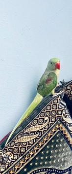 Groot Alexander, Dieren en Toebehoren, Parkiet