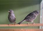 Kanaries zwart, Dieren en Toebehoren, Vogels | Kanaries