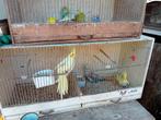 Valkparkieten, Plusieurs animaux, Perruche, Bagué