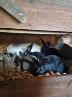 Jonge konijnen/ vleeskonijn, Dieren en Toebehoren, Konijnen