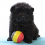 Schattige Chow Chow-puppy’s te koop (Belgisch), België, CDV (hondenziekte), 8 tot 15 weken, Meerdere