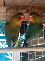 2 agapornis beschikbaar 2025, Dieren en Toebehoren