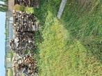 Bois de chauffage à vendre 75 de kubik