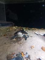 2 afrikaanse moerasschildpadden, Dieren en Toebehoren