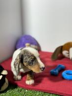 Teckel en dwergteckel pups, Dieren en Toebehoren, Honden | Teckels en Dashonden, 15 weken tot 1 jaar, CDV (hondenziekte), Dwerg