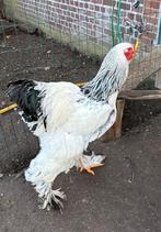 Brahma haan (wit), Mannelijk, Kip