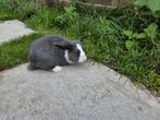 Nederlands hangoor dwergkonijn, Dieren en Toebehoren, Konijnen, Hangoor