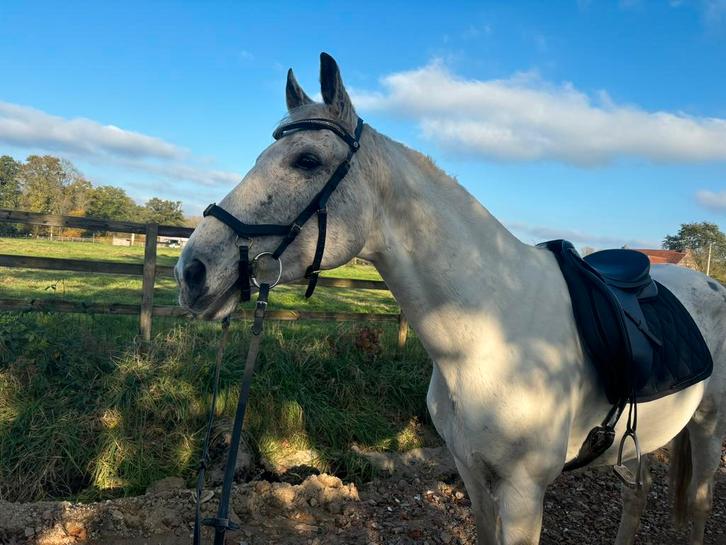 Leuk recreatiepaard (15 jaar - 1m60), Dieren en Toebehoren, Paarden, Recreatiepaard