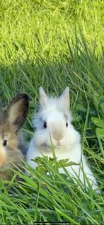 Wit konijntje, Dieren en Toebehoren, Konijnen