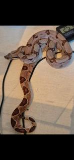 Boa constrictor hypo het img het albino man 2025, Dieren en Toebehoren, Slang, Tam, 0 tot 2 jaar