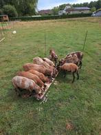 Kameroen ooien, Dieren en Toebehoren