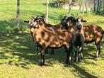 Kameroen bokken, Mannelijk, Schaap, 0 tot 2 jaar
