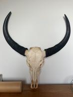 Waterbuffel, schedel, hoorn, gewei, taxidermie, Antiek en Kunst, Ophalen
