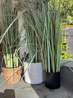 Siergras - plastic - nep - nepplant - 3 stuks - 90cm, Ophalen, Siergrassen