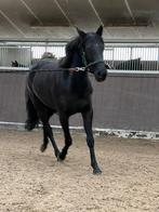 Allround D pony Rabby (goovahof rabiola), Dieren en Toebehoren, Paarden, Merrie, Minder dan 160 cm, Zadelmak, 3 tot 6 jaar