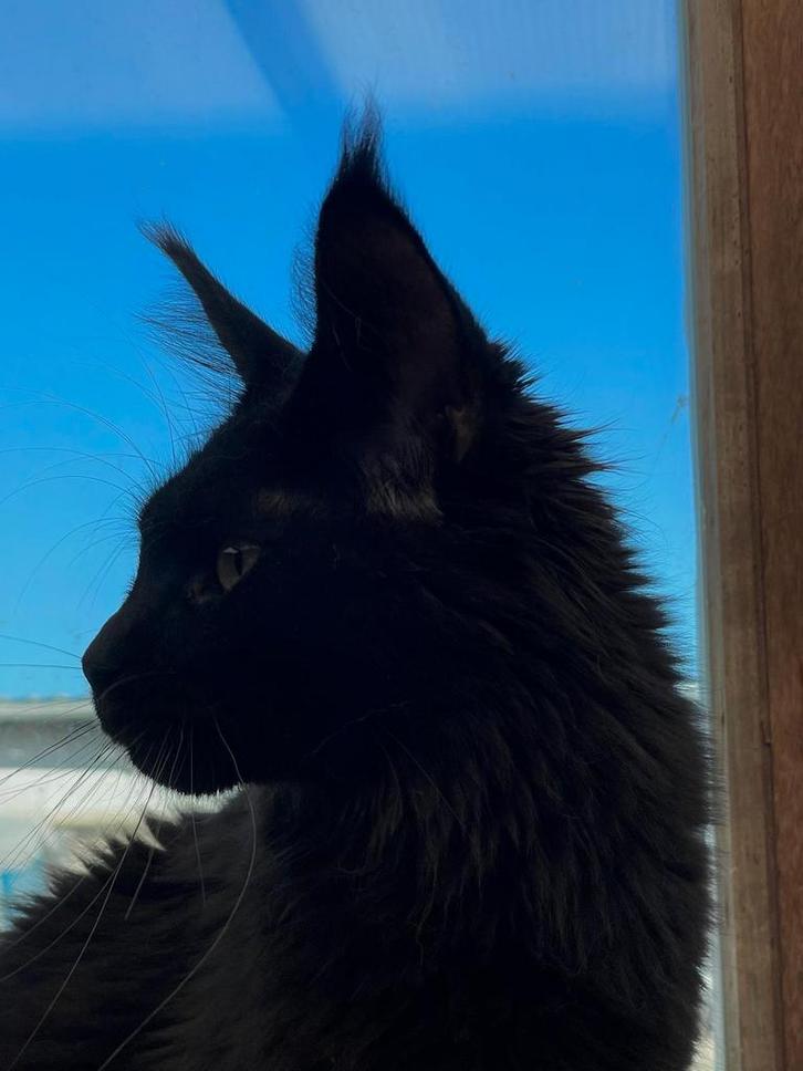 Polydactyl Maine Coon poes met stamboom . Verkovht !, Dieren en Toebehoren, Katten en Kittens | Raskatten | Langhaar, Poes, 0 tot 2 jaar