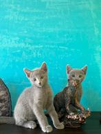 BLAUW RUS  KATERS MET  STAMBOOM, Kater, Gechipt, 0 tot 2 jaar