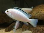 Labidochromis caeruleus nkhata white, Vis, Zoetwatervis