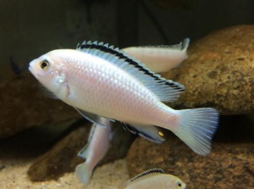 Labidochromis caeruleus nkhata white, Dieren en Toebehoren, Vissen | Aquariumvissen, Zoetwatervis, Vis