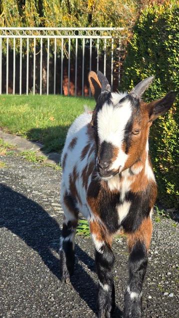 2 gecastreerde lieve dwerggeitjes zoeken nieuwe thuis