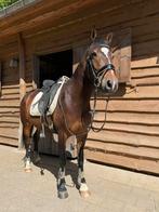 Halve stal aangeboden te Kampenhout, Dieren en Toebehoren, Paarden, Merrie, L, Minder dan 160 cm