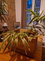 Plantes à donner, Maison & Meubles, Plantes d'intérieur, Enlèvement