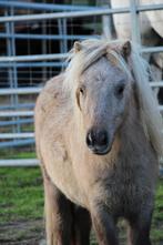 Super lieve shetlandpony ruin, Dieren en Toebehoren, Gechipt, Ruin, Niet van toepassing, A pony (tot 1.17m)