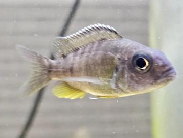 Aulonocara baenschi benga malawi cichliden  beschikbaar voor biedingen