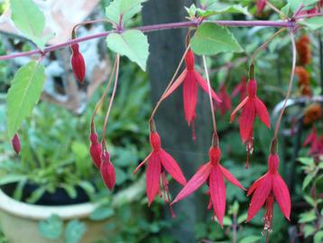 fuschias - jeunes plantes en pot - bonnes racines beschikbaar voor biedingen
