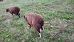 Zwartbles ram geboren maart 2025., Dieren en Toebehoren, Schapen, Geiten en Varkens, Mannelijk, Schaap, 0 tot 2 jaar
