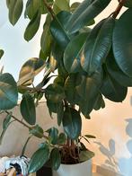 Ficus, Huis en Inrichting, Kamerplanten, 100 tot 150 cm, Ficus, Ophalen