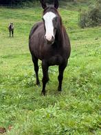 Qh 4ans smoky black overo, Dieren en Toebehoren, Merrie