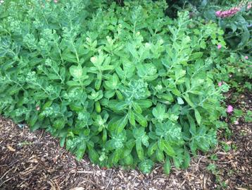 Planten Sedum Herbstfreude  beschikbaar voor biedingen