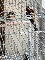 Chardonnerets parva 2024, 2,5 ring perfecte gezondheid, Dieren en Toebehoren