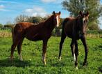 Tof merrie veulen, Dieren en Toebehoren, Paarden, Hengst