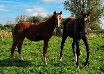 Toffe jaarling  beschikbaar voor biedingen