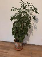 Mooie grote Schefflera plant, Huis en Inrichting, Kamerplanten, Ophalen