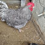 Mooie raszuiver Mechelse koekoek Haan, Dieren en Toebehoren, Pluimvee