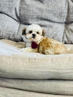 Belgische Shih-tzu pupjes te koop, CDV (hondenziekte), Meerdere, 8 tot 15 weken, Meerdere dieren
