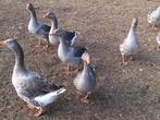Toulouse ganzen, Dieren en Toebehoren, Pluimvee, Meerdere dieren, Gans of Zwaan