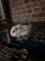 Baby cavias, Septembre, Plusieurs animaux, Cobaye