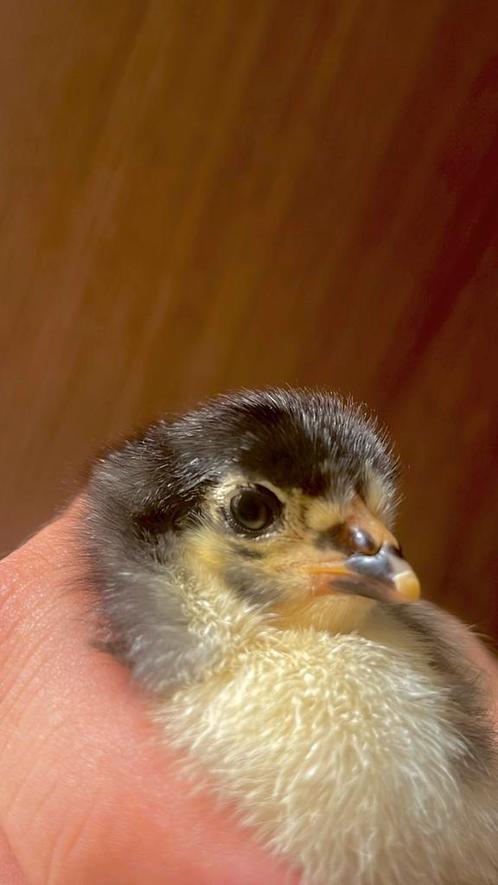 Brahma kuikens blauw, zwart en splash groothoender, Dieren en Toebehoren, Pluimvee, Kip, Meerdere dieren